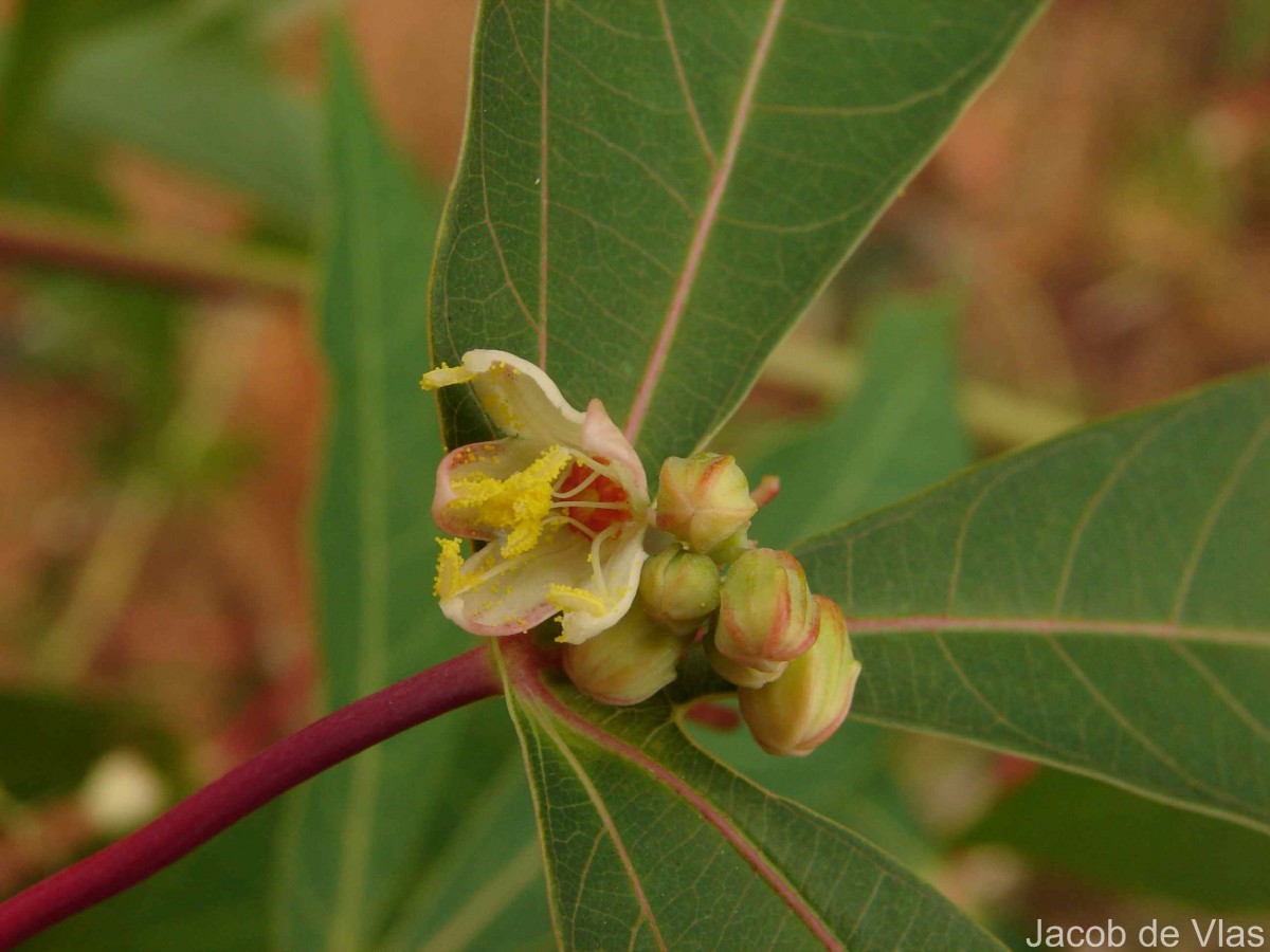 Manihot esculenta Crantz